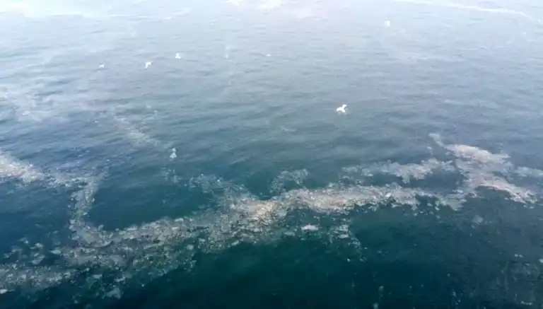 Adalar'da Müsilaj Tekrar Ortaya Çıktı!